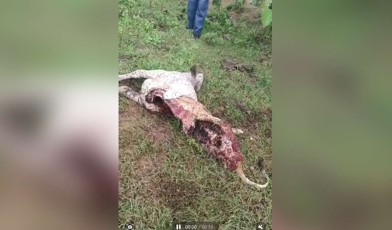 Medak: Leopard triggers scare in Thimmaipally