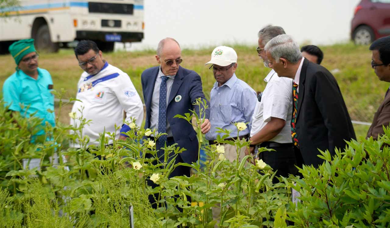 ‘Global consumption of vegetables going down’