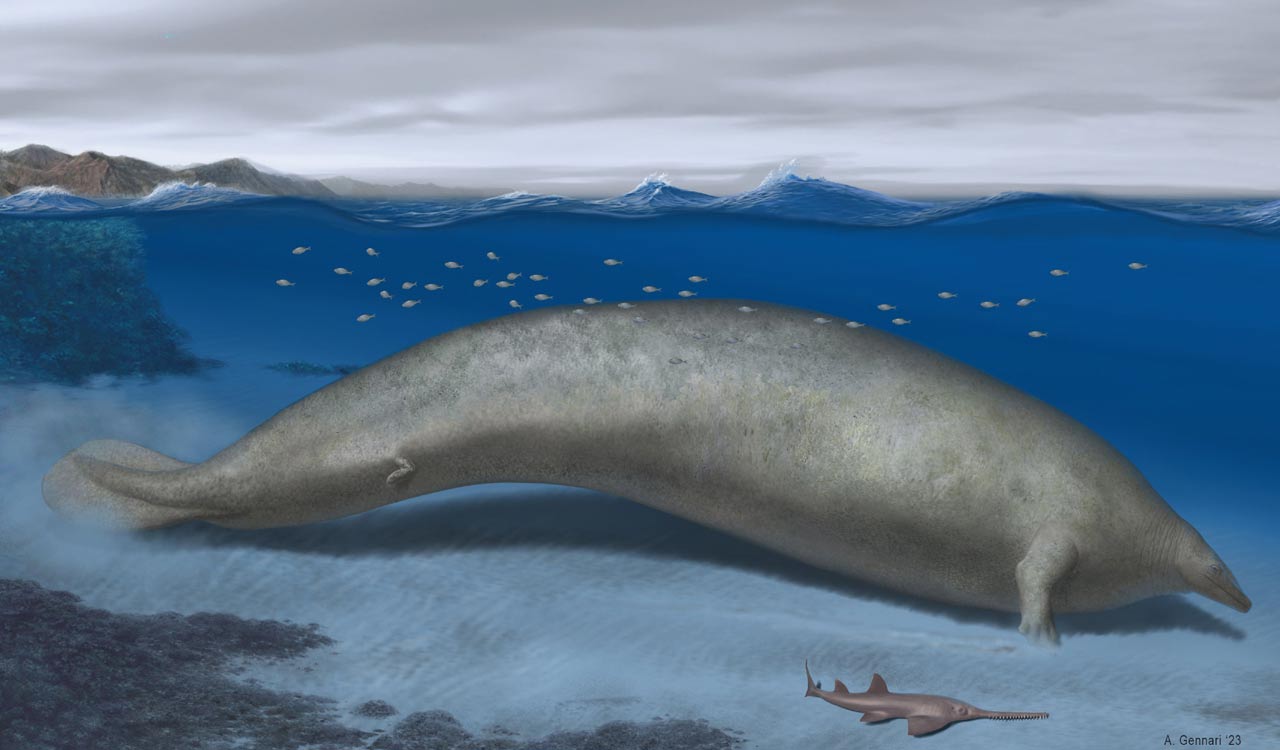 The heaviest animal ever may be this ancient whale found in Peruvian desert