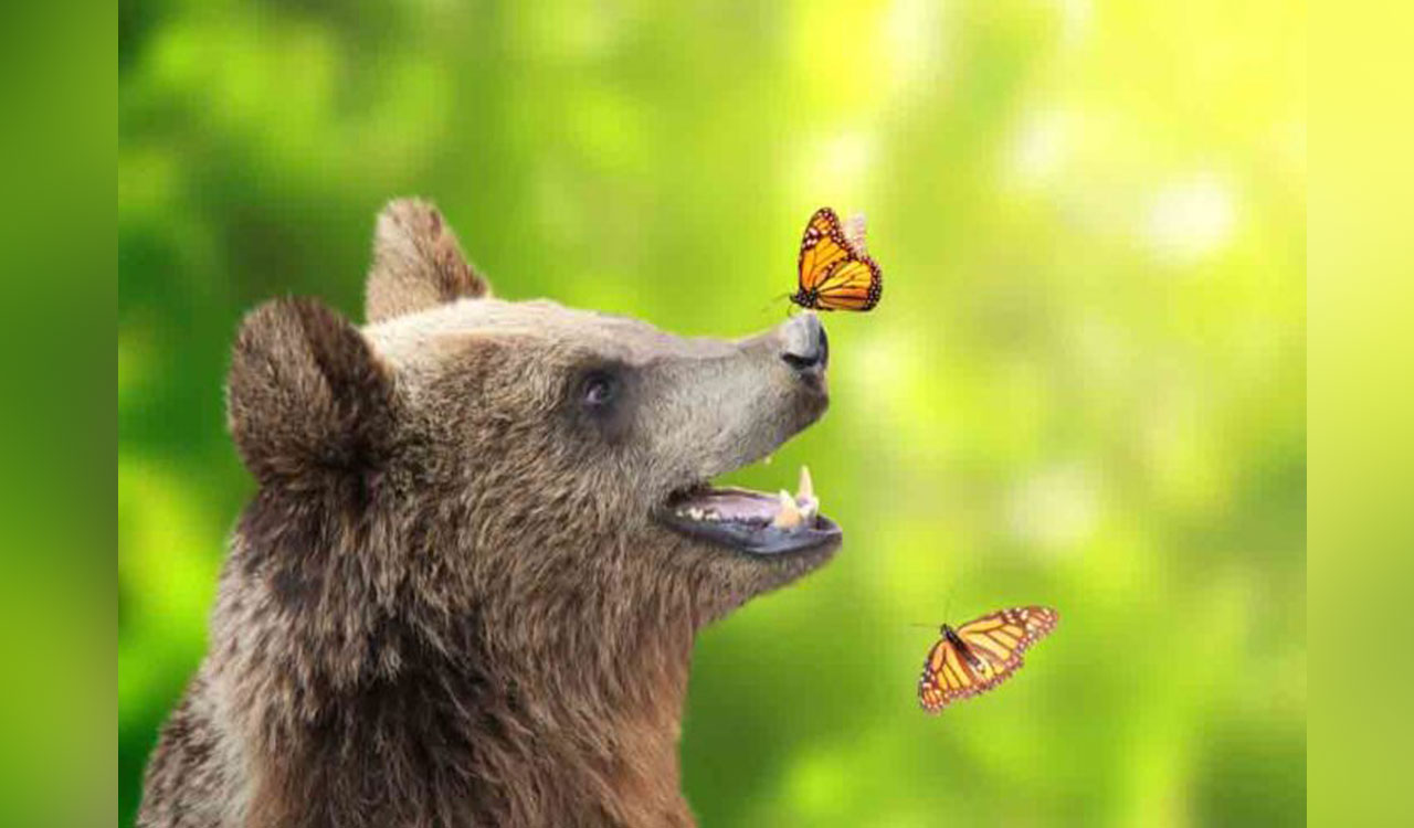 Study reveals most critical issues for grizzly bear conservation