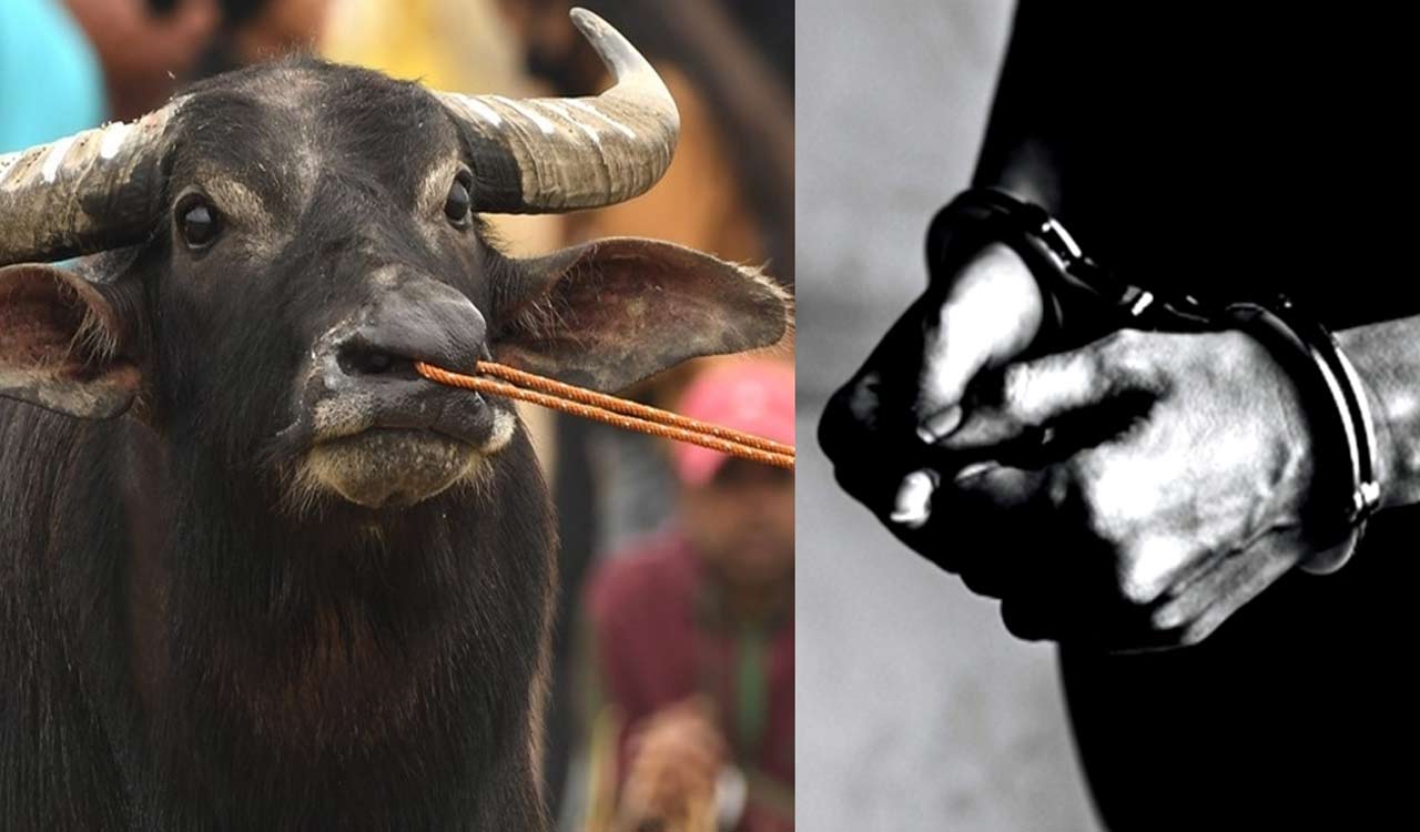 Buffalo theft accused arrested in Karnataka after 58 years