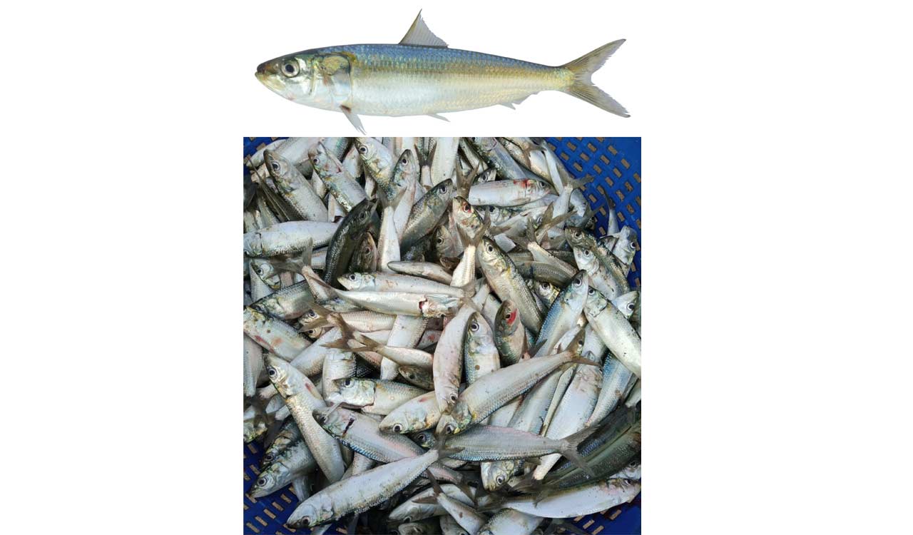 CMFRI scientists unearth genome secrets of ‘Indian oil sardine’ fish