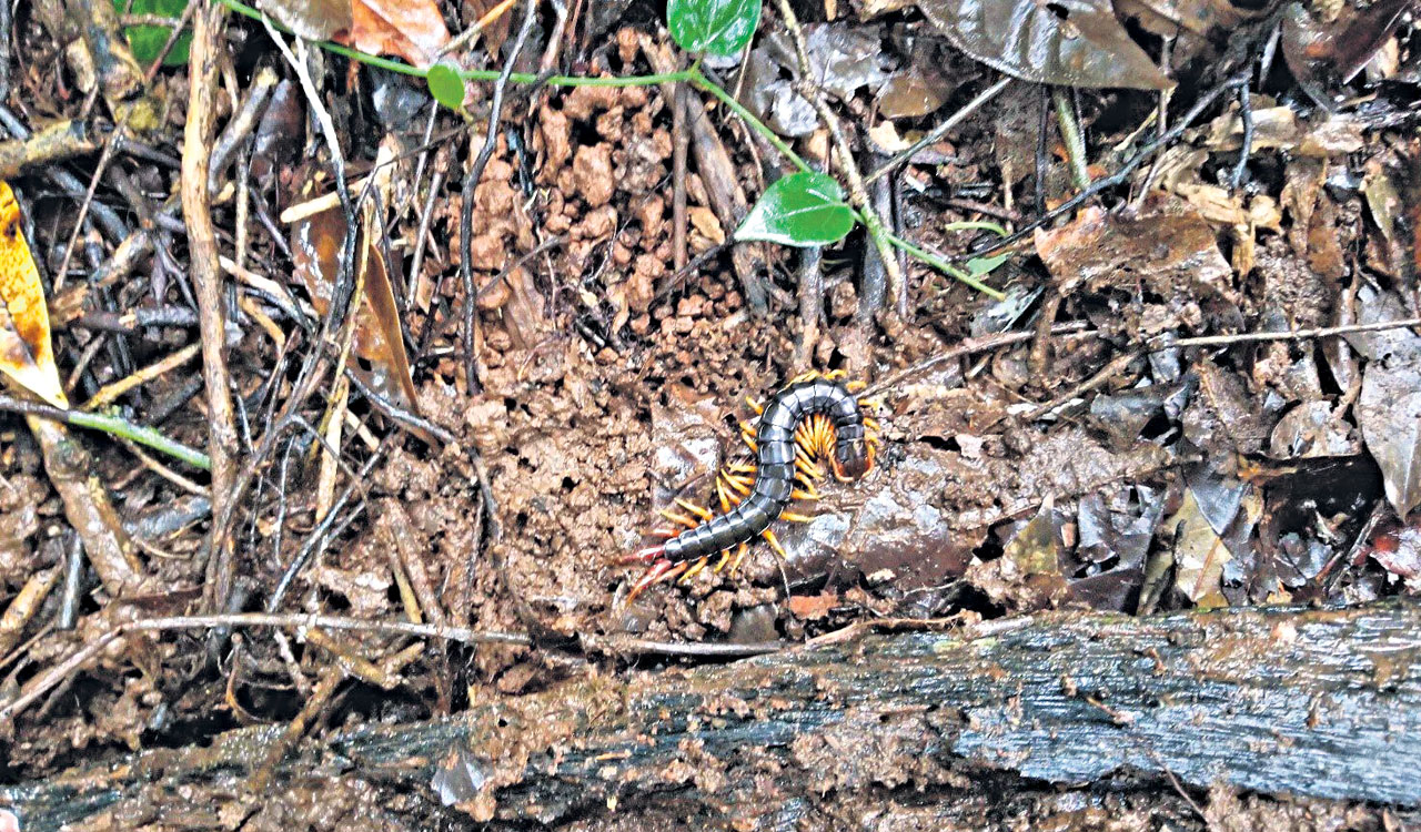 Hyderabad-based CCMB digs into evolution of centipedes