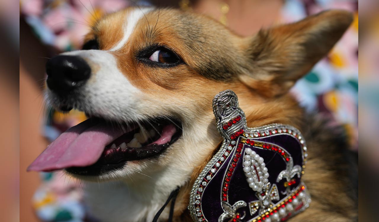 Corgis parade outside Buckingham Palace to remember Queen Elizabeth II a year since her death
