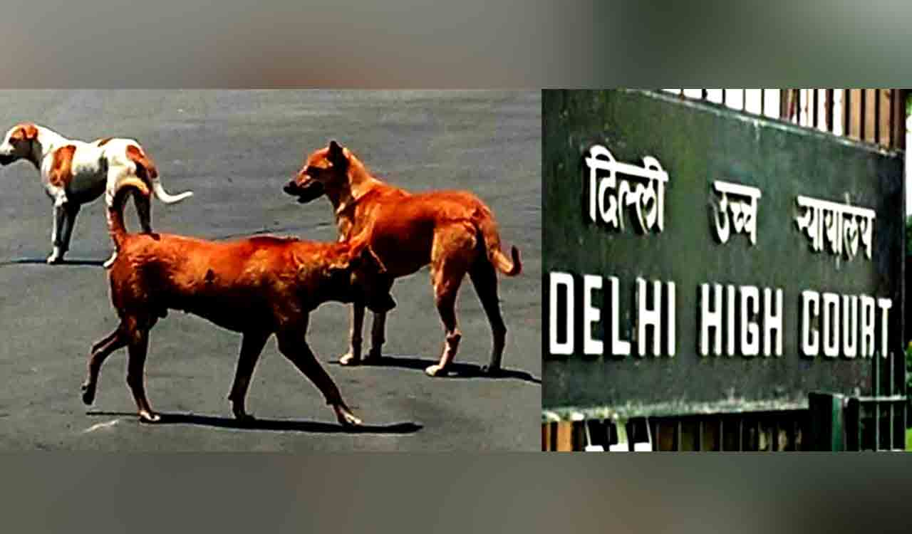 Delhi HC orders proper release of stray dogs from G20 summit