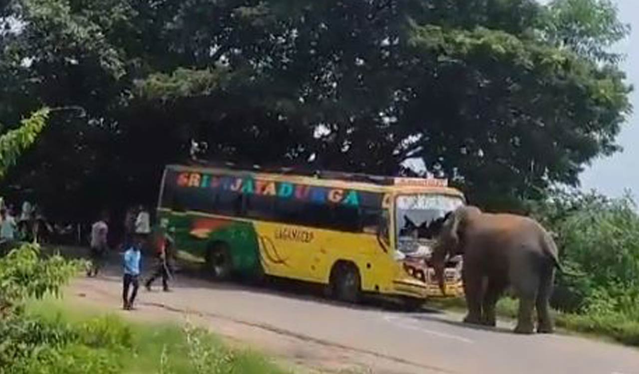 Andhra Pradesh: Elephant goes on rampage on highway in Parvathipuram