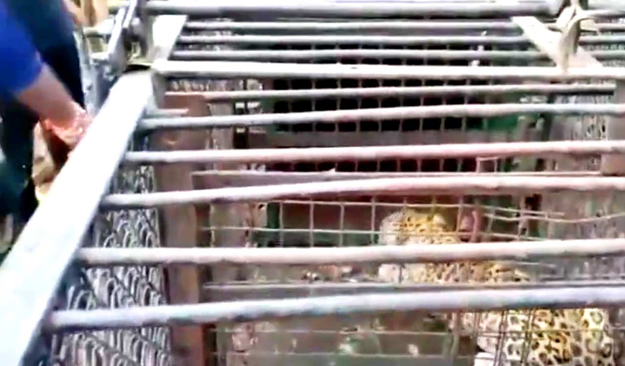Fifth Leopard captured on Tirumala Temple walkway