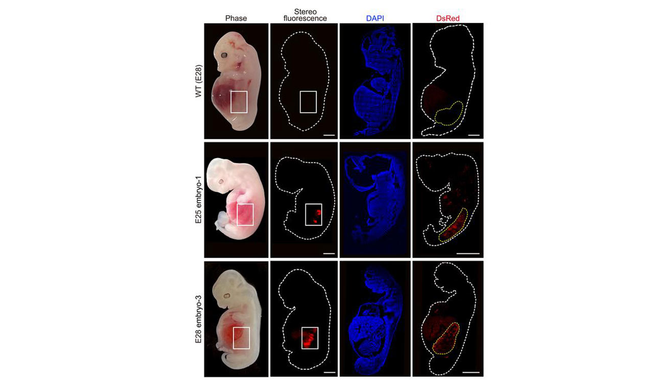 For the first time human-like kidneys grown in pigs
