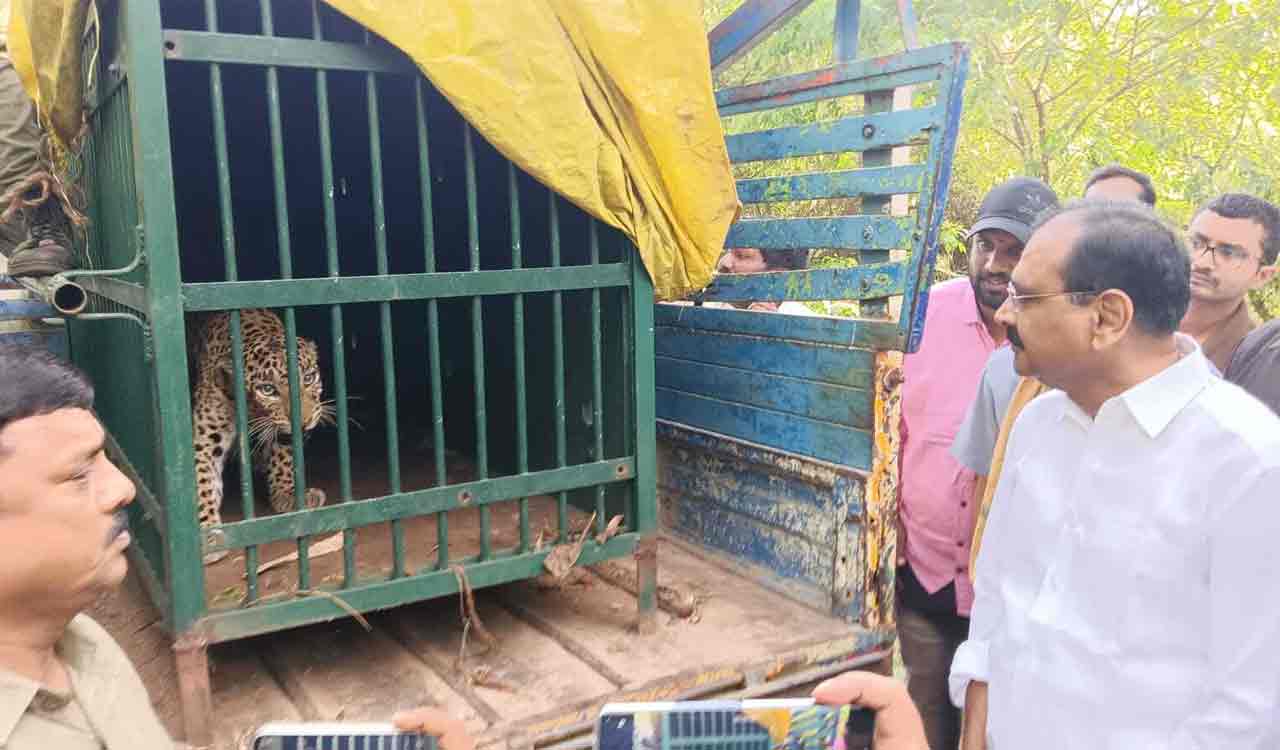 Another leopard trapped in Tirumala