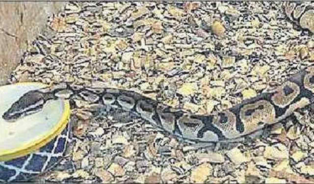 Lucknow house raid uncovers rare reptiles