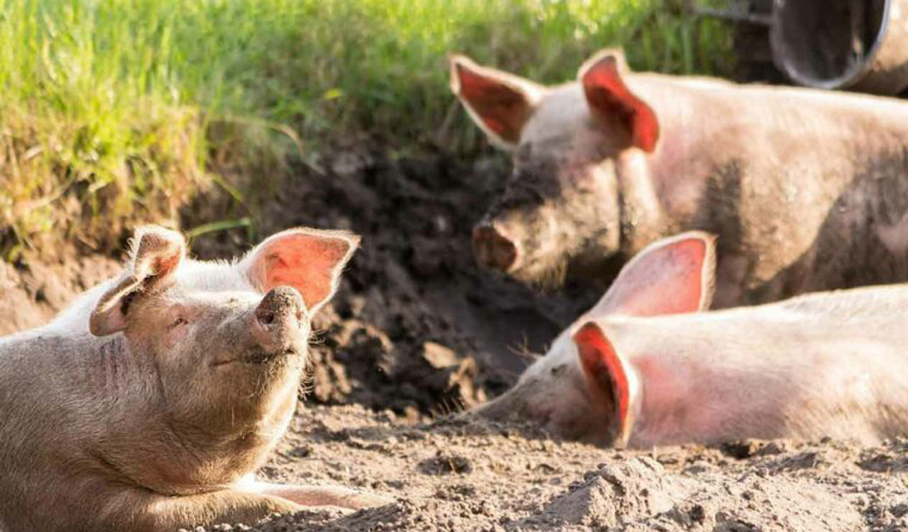 New strains of influenza A virus found in pigs raise pandemic risk