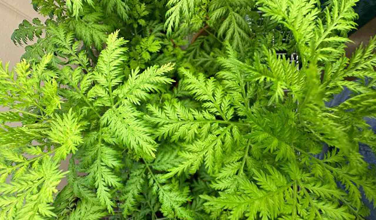 Promising medicinal plant for COVID and brain cancer treatment