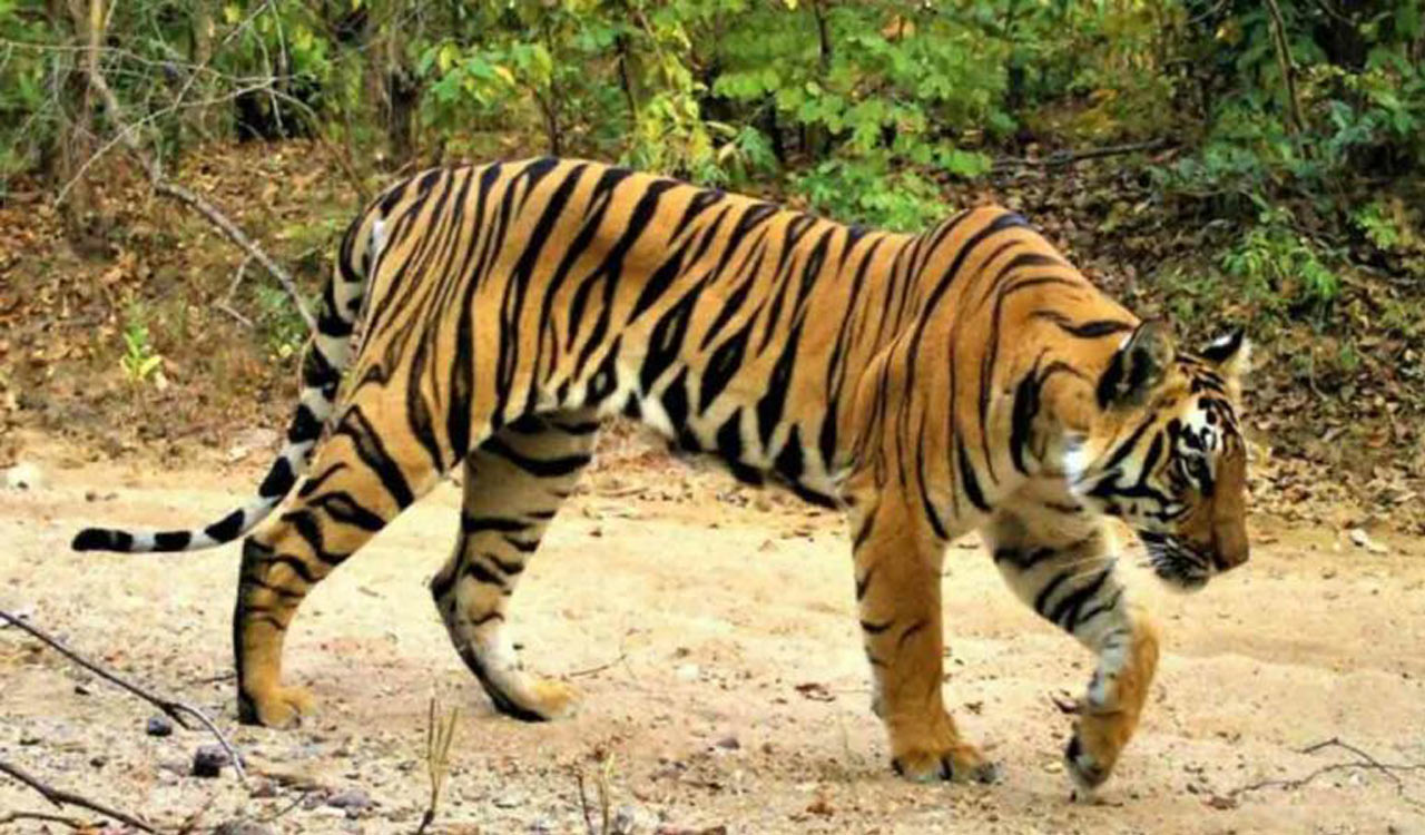 TN: Tiger death toll rises to 10, National Tiger Commission visits Ooty to probe