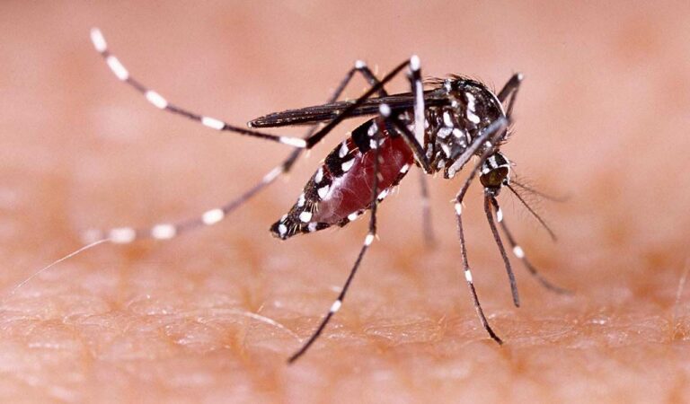 Dengue
