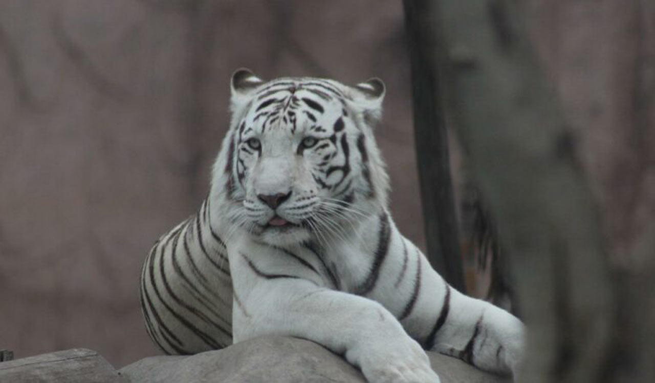 Aurangabad: White tigress gives birth to three cubs in Siddharth Zoo