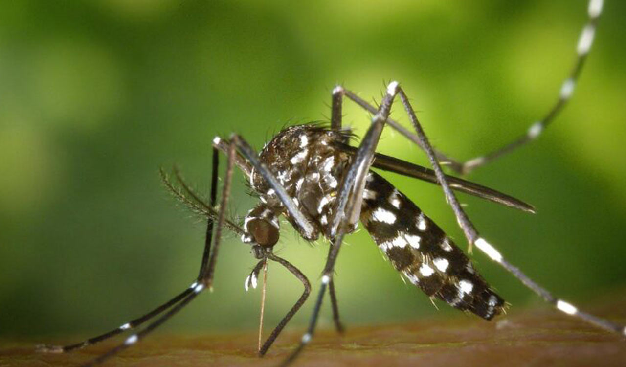 Two septuagenarian men infected with Zika virus in Maharashtra’s Kolhapur