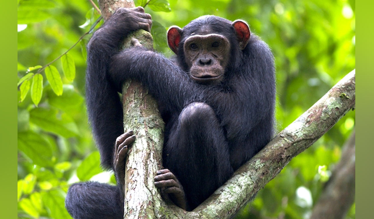 Human shoulders, elbows may have evolved from apes climbing down trees