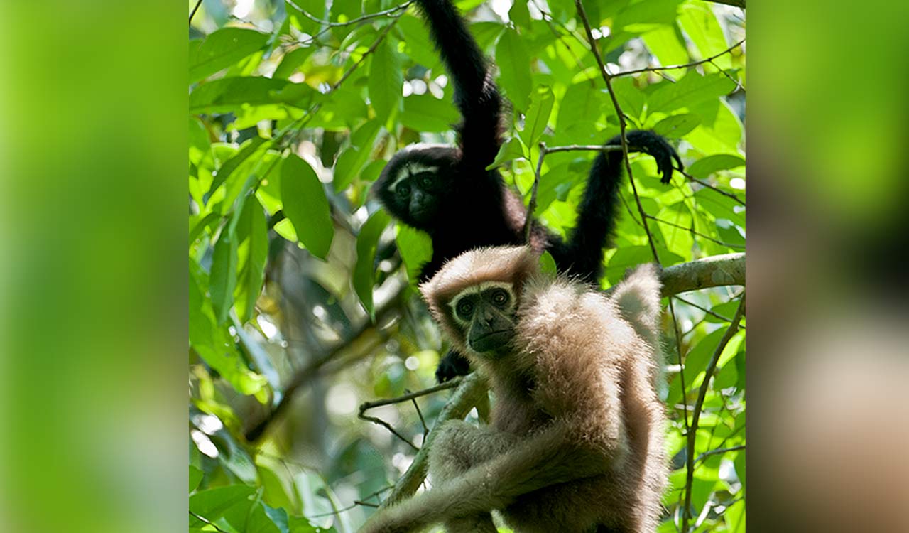 Meghalaya coffee producer to help in conservation of Western Hoolock Gibbon