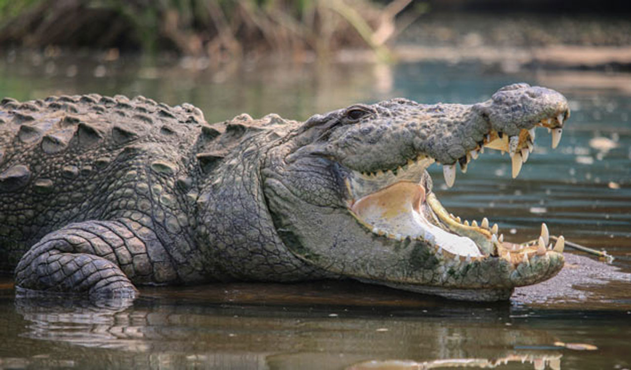 UP: Crocodile drags 18-year-old girl into canal; no trace of girl yet