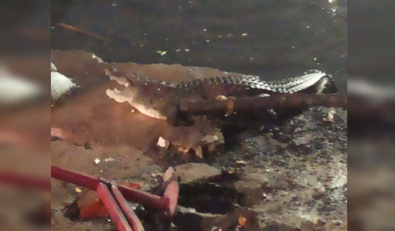 Hyderabad: Panic grips as crocodile spotted in Khairatabad