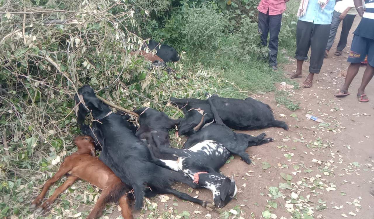 Eleven goats electrocuted in Sangareddy