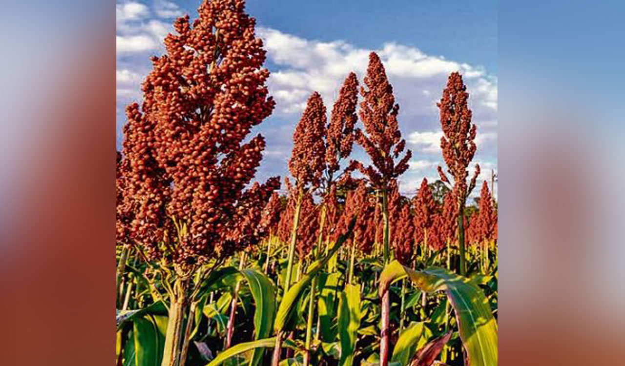 Study explains why ‘jowar’ may be better than whole grains