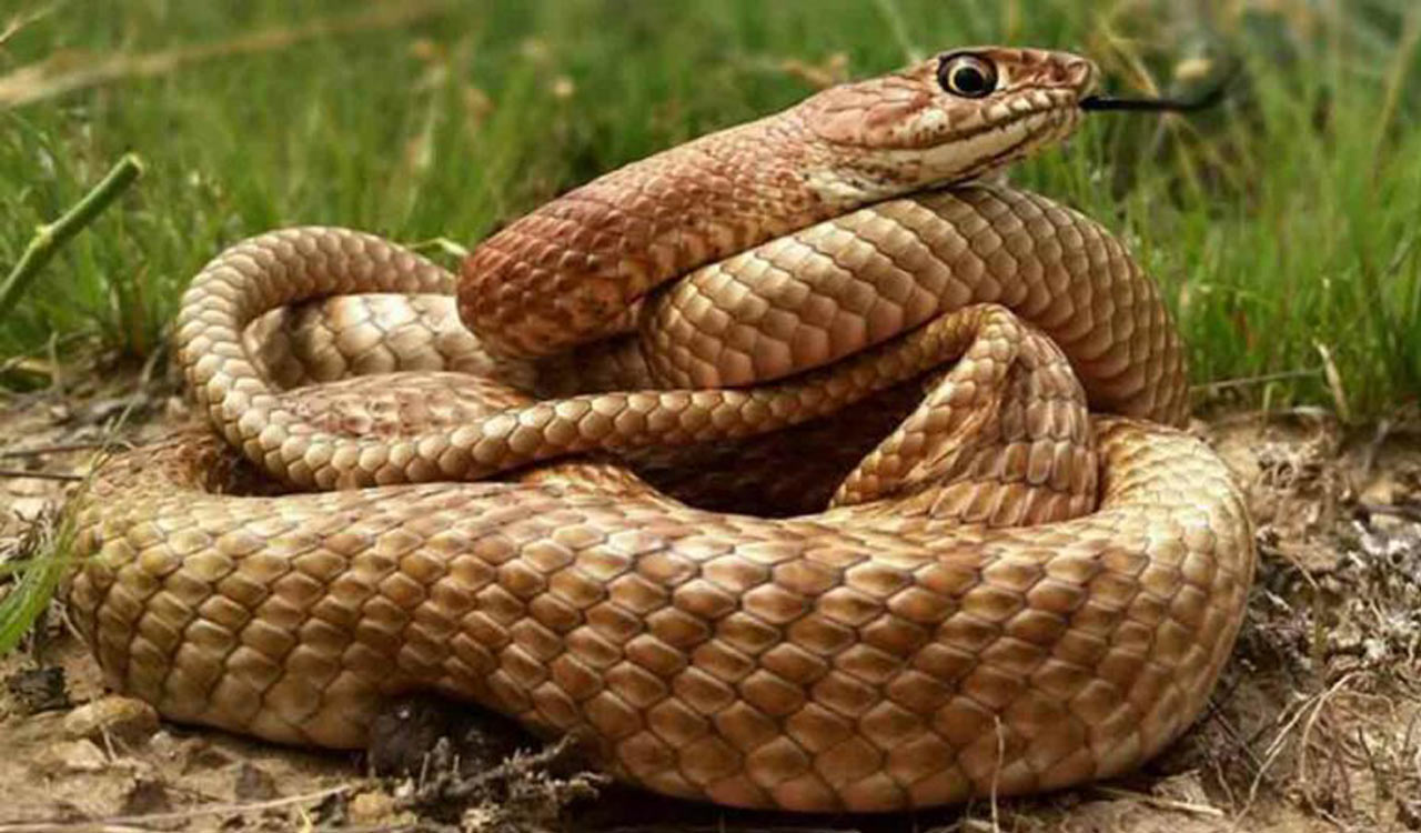 Smuggler held with rare red sand boa snakes in UP’s Bahraich