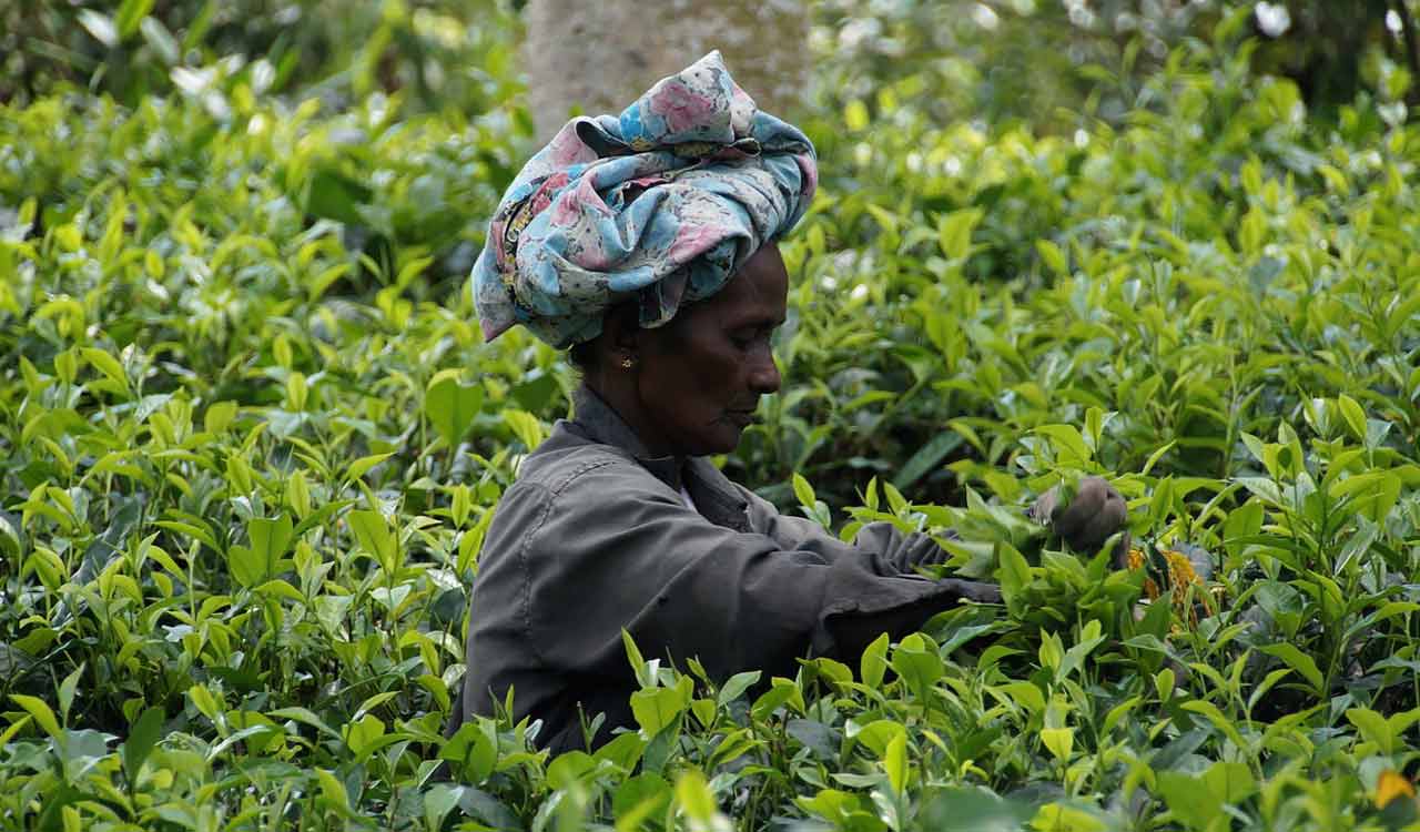 Tea exports fall 0.81 pc in first half of 2023 at 96.49 mln kg