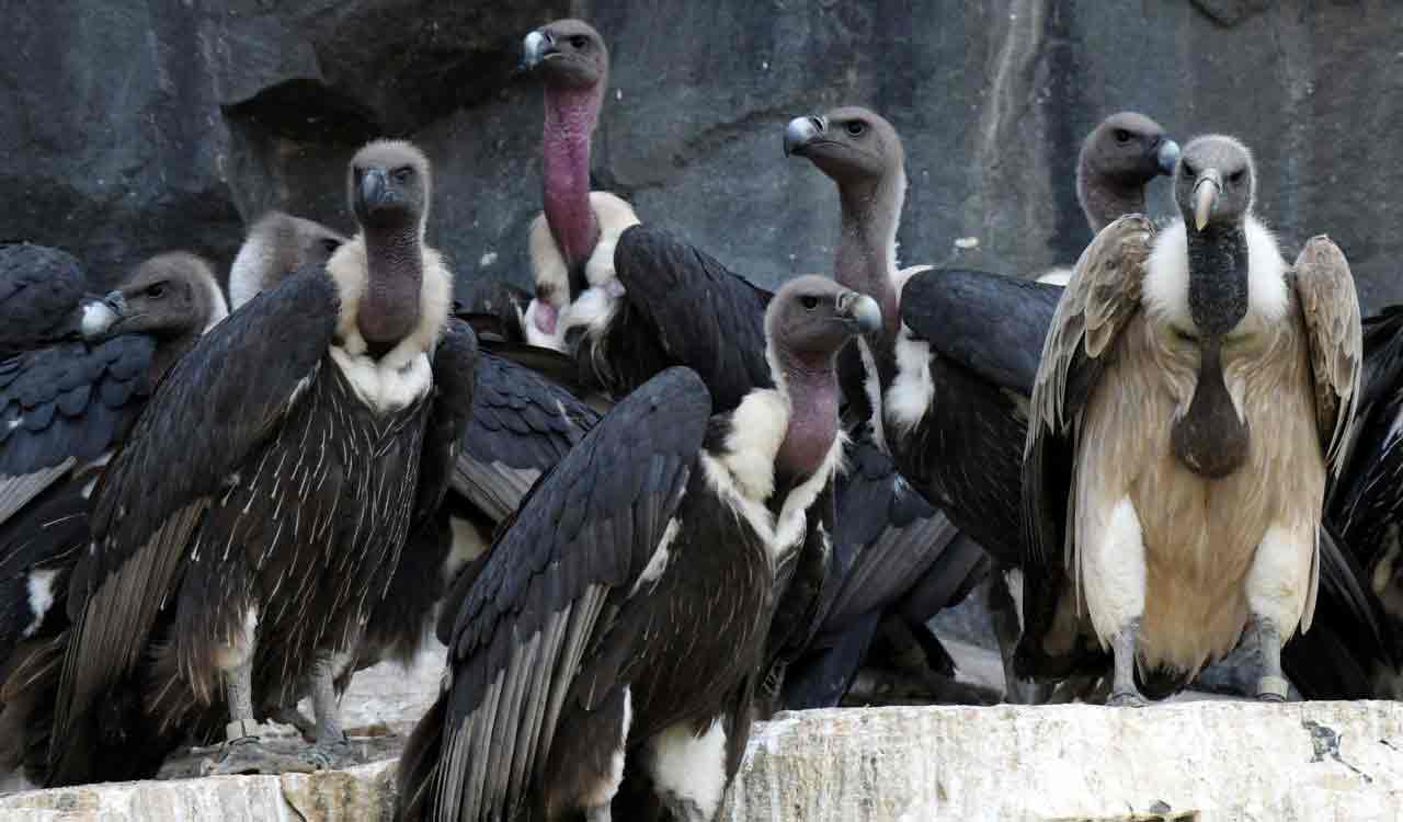 International Vulture Awareness Day: UP’s Shahjahanpur sees rise in vulture population
