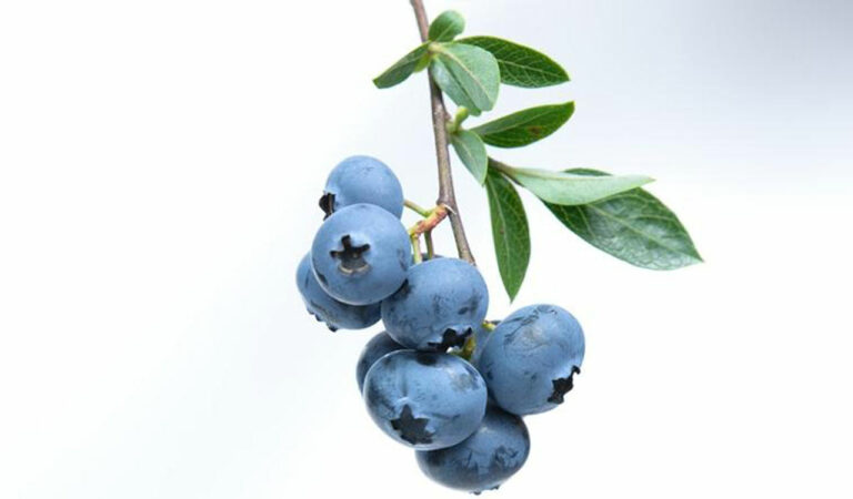 Blueberries