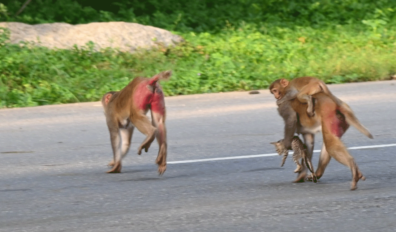 Monkey helps kitten cross busy road in Mancherial