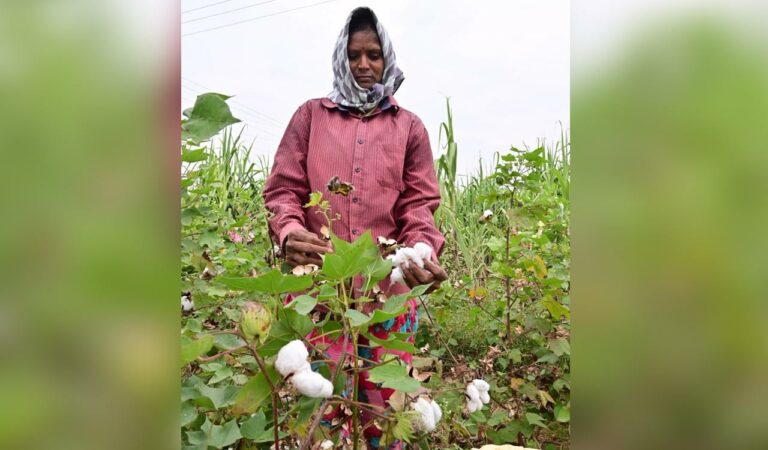 Cotton 3