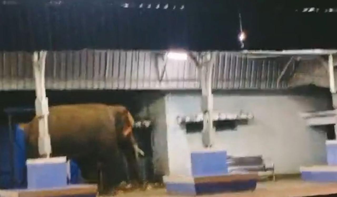 Parvathipuram Manyam: Elephant creates panic among Kothavalasa residents