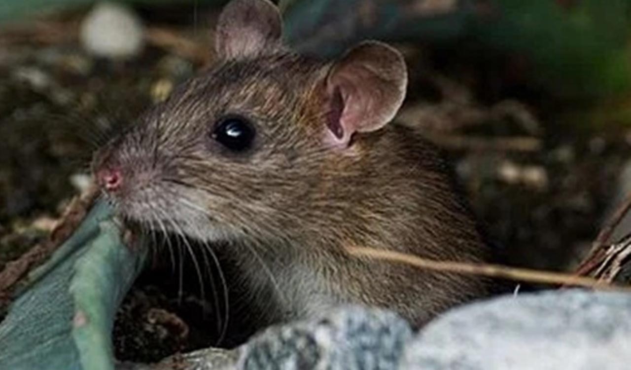 First-ever: Japanese researchers grow mouse embryos in space