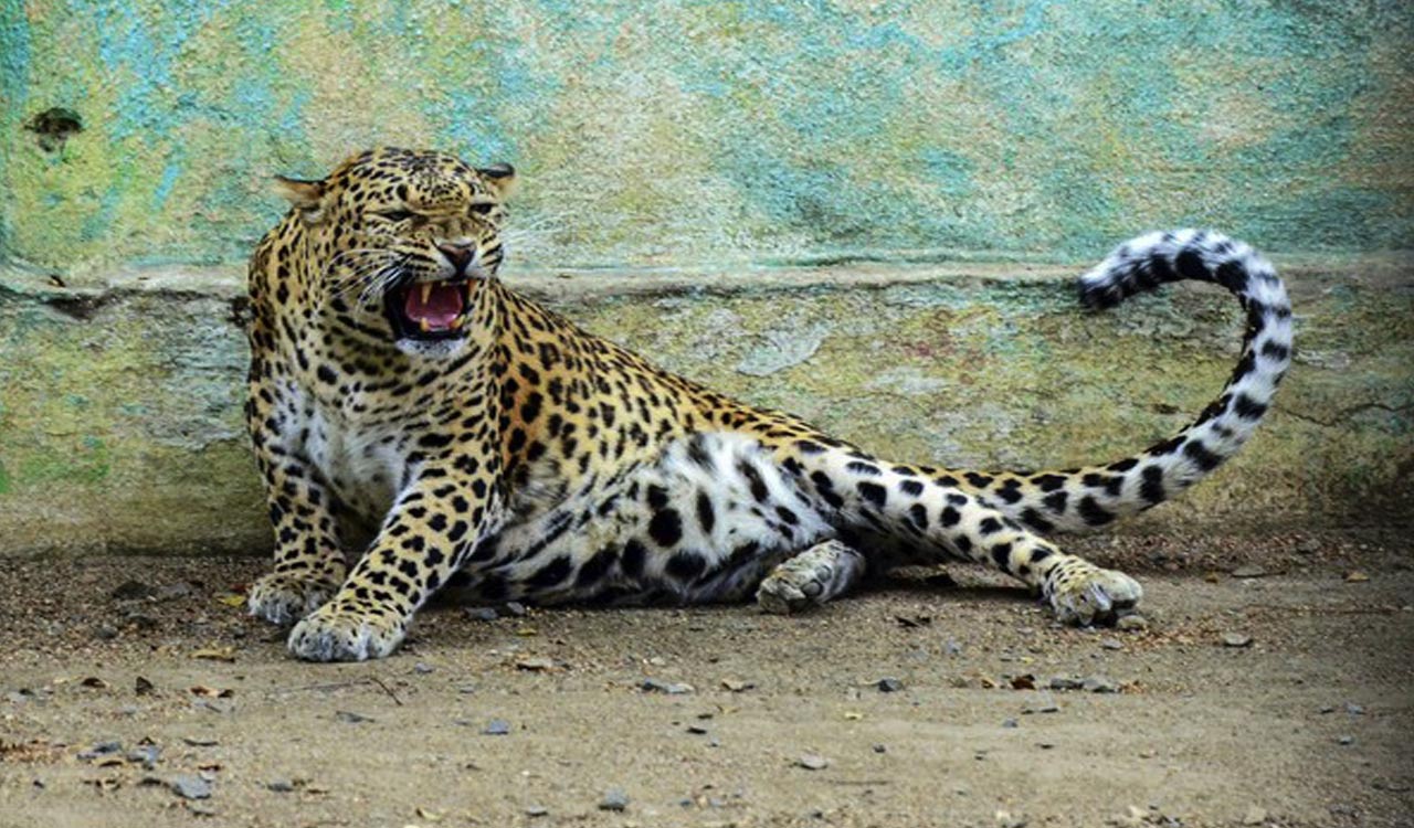 Leopard scare back at Andhra’s Tirumala walkway, temple authorities issue alert for devotees