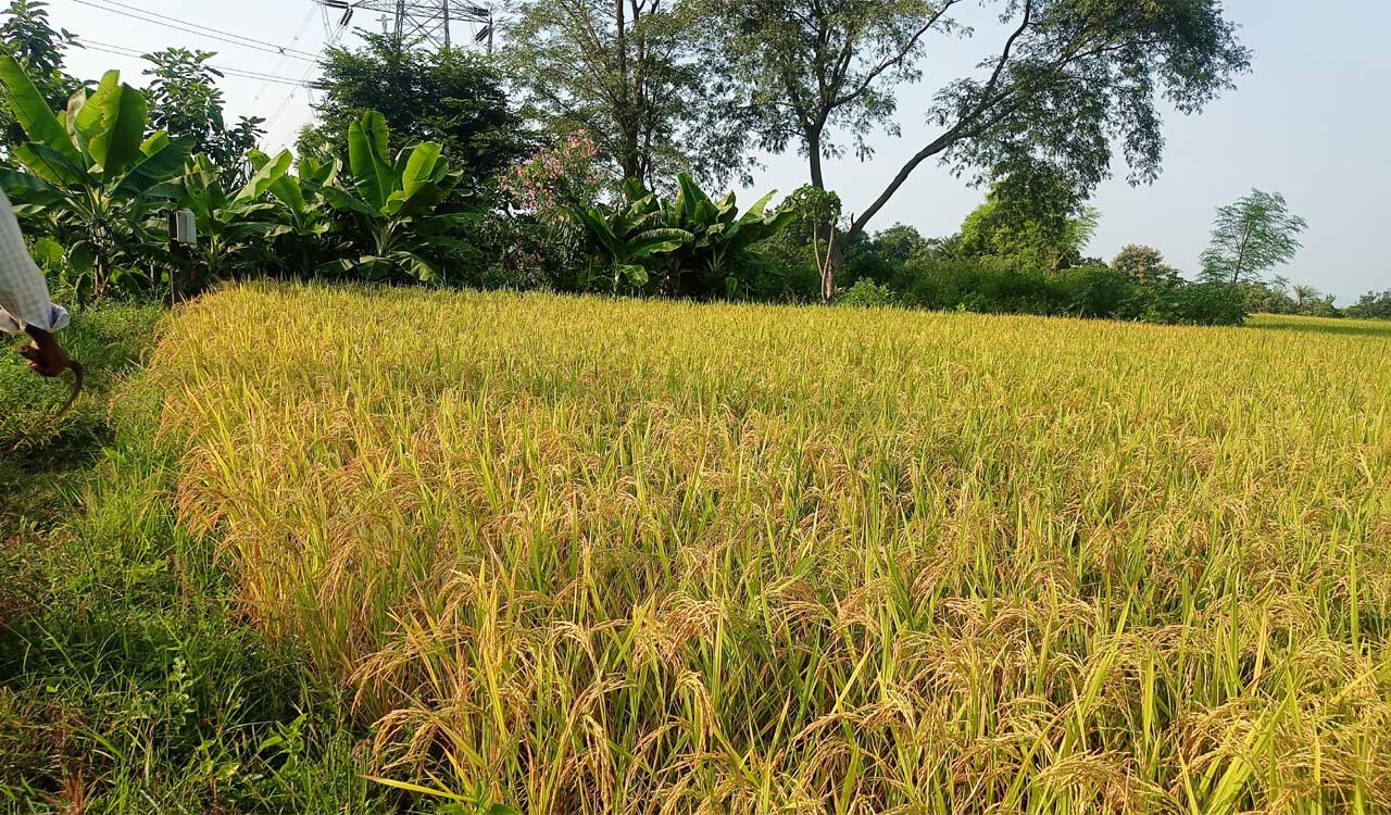 199 paddy procurement centers to be set up in Warangal