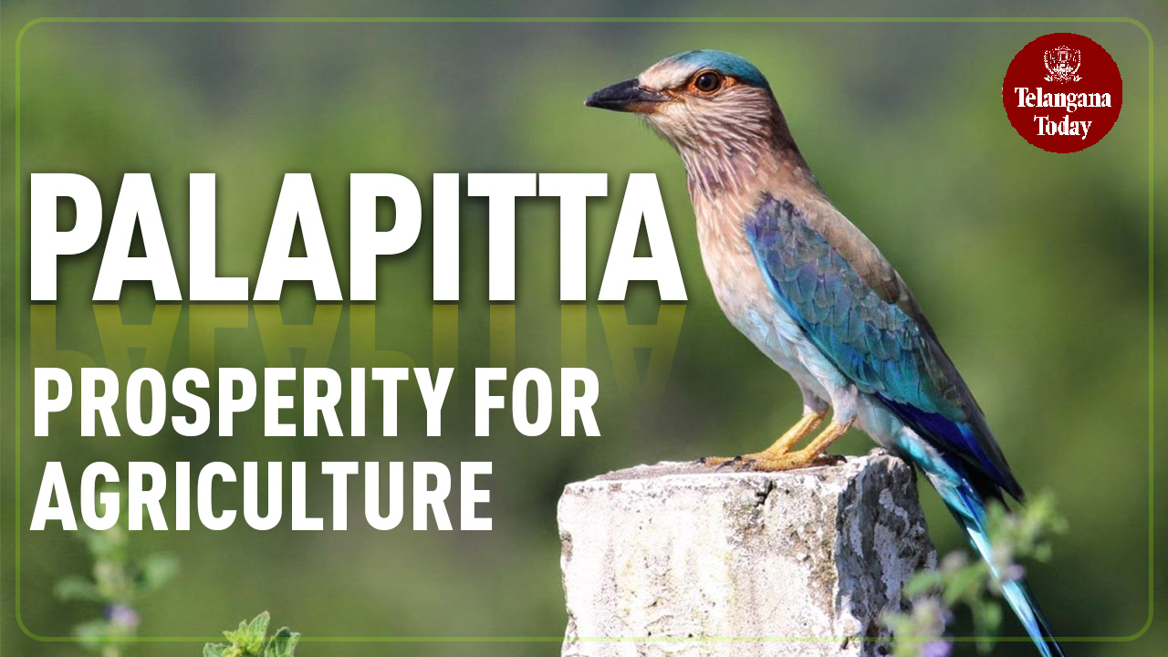 Neelakanth (Palapitta): A Sign Of Prosperity For Agriculture In Dussehra