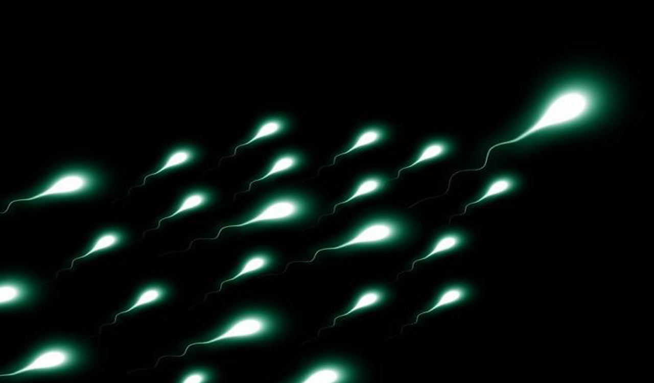 Research uncovers reasons for insufficient sperm production in some men