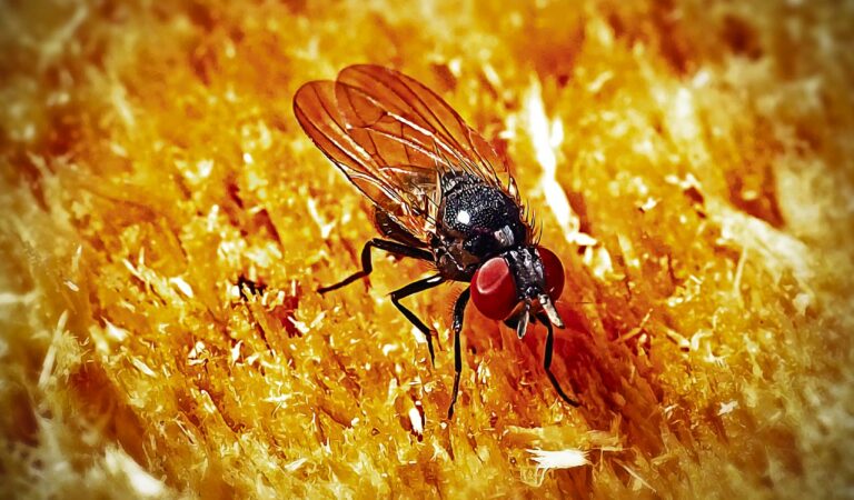 Fly