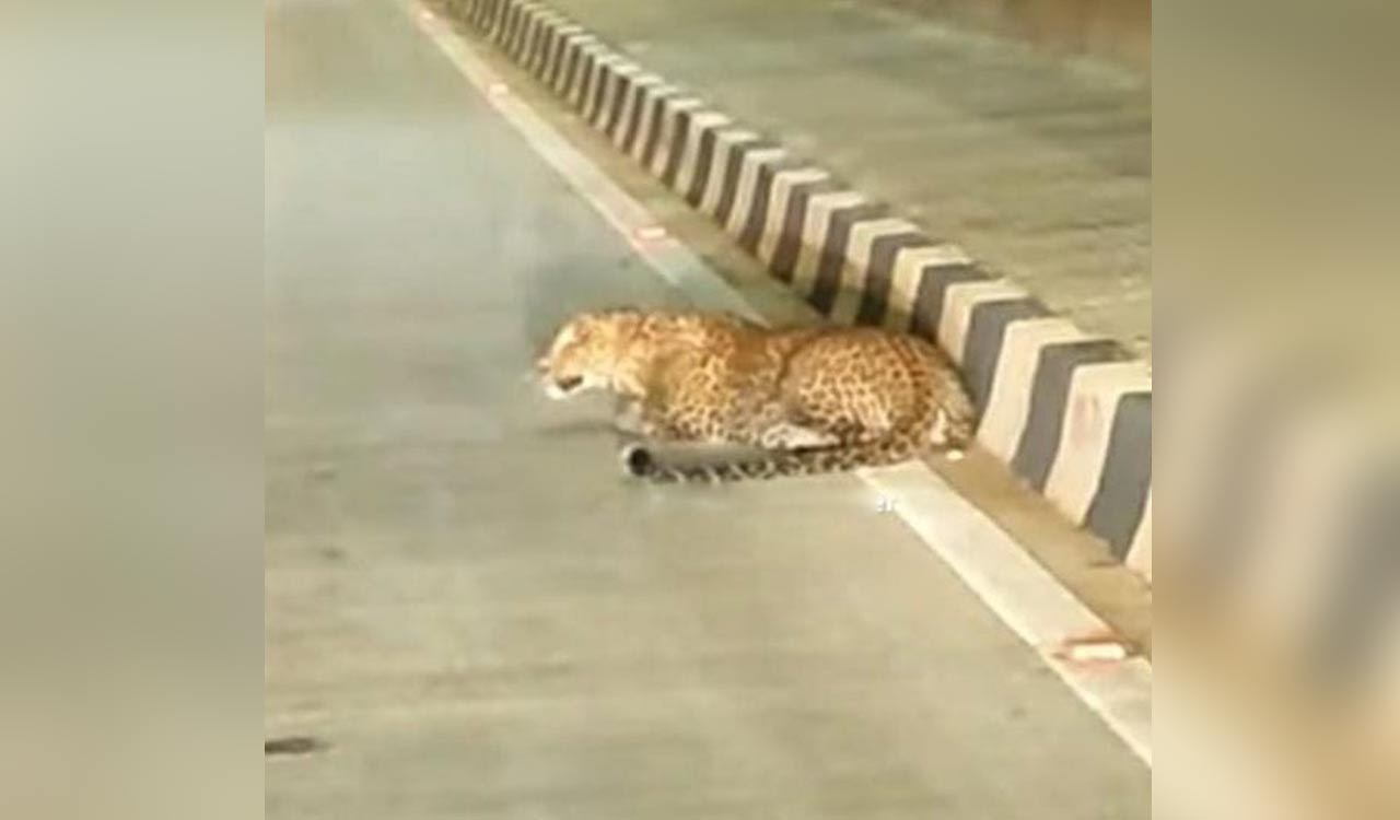Leopard run over by unidentified vehicle on Samruddhi Expressway; second such incident since Sep 20