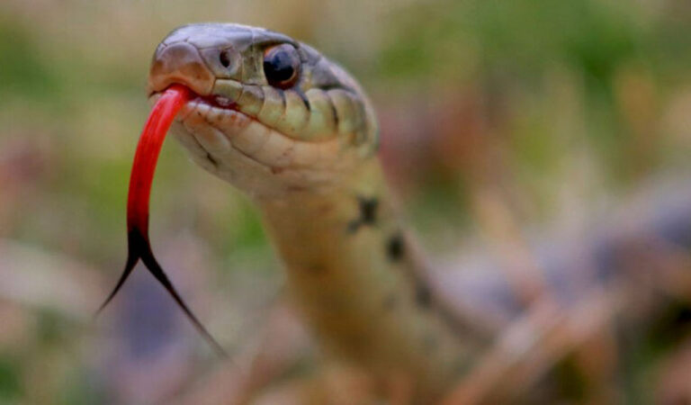Woman kills snake that bit her, takes it to hospital