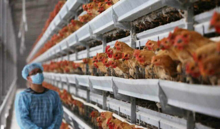 Bird flu scare: Check-posts set up to stop poultry vehicles from Andhra Pradesh