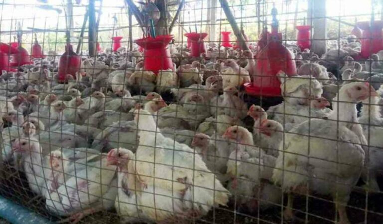Broiler Chicken