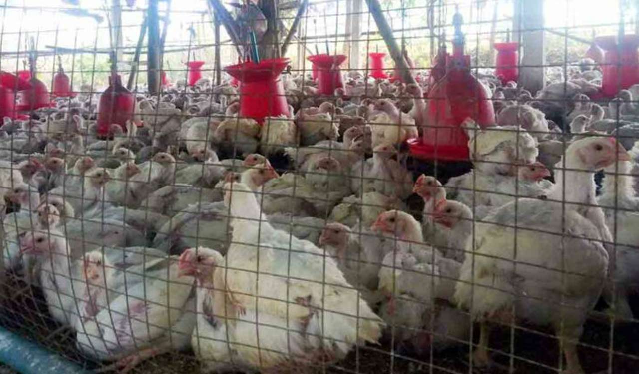 Chicken rates plummet amid Karthika Masam