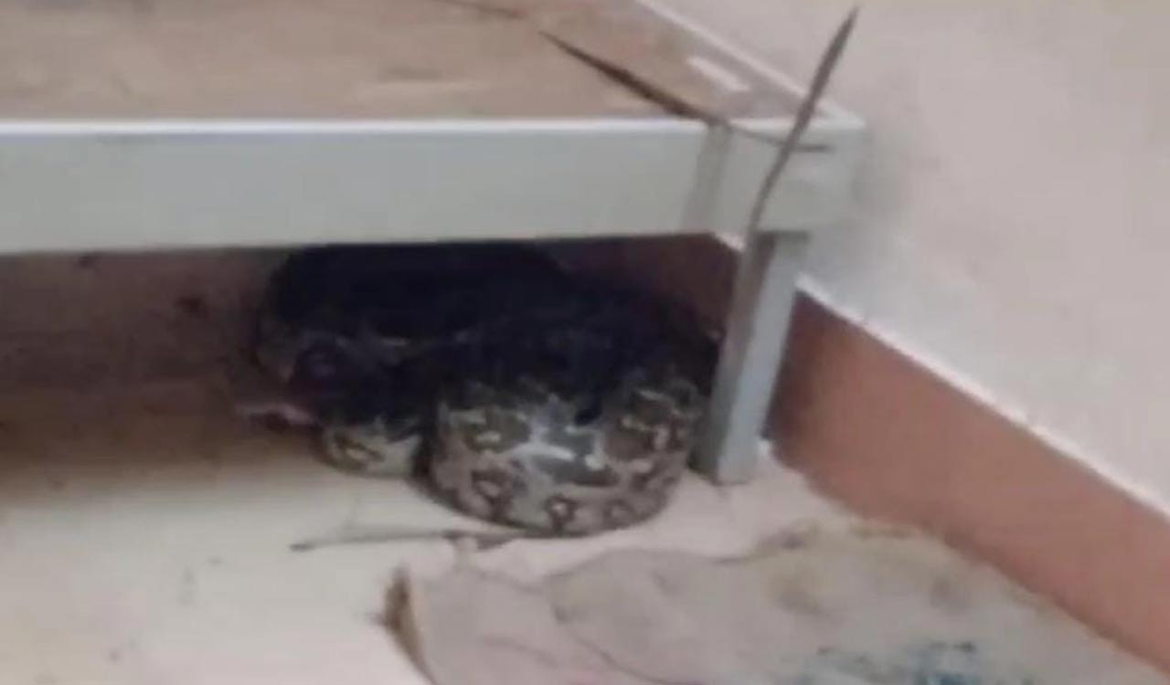 Kadapa: Python found under bed in Boys Hostel at IIIT-Idupulapaya