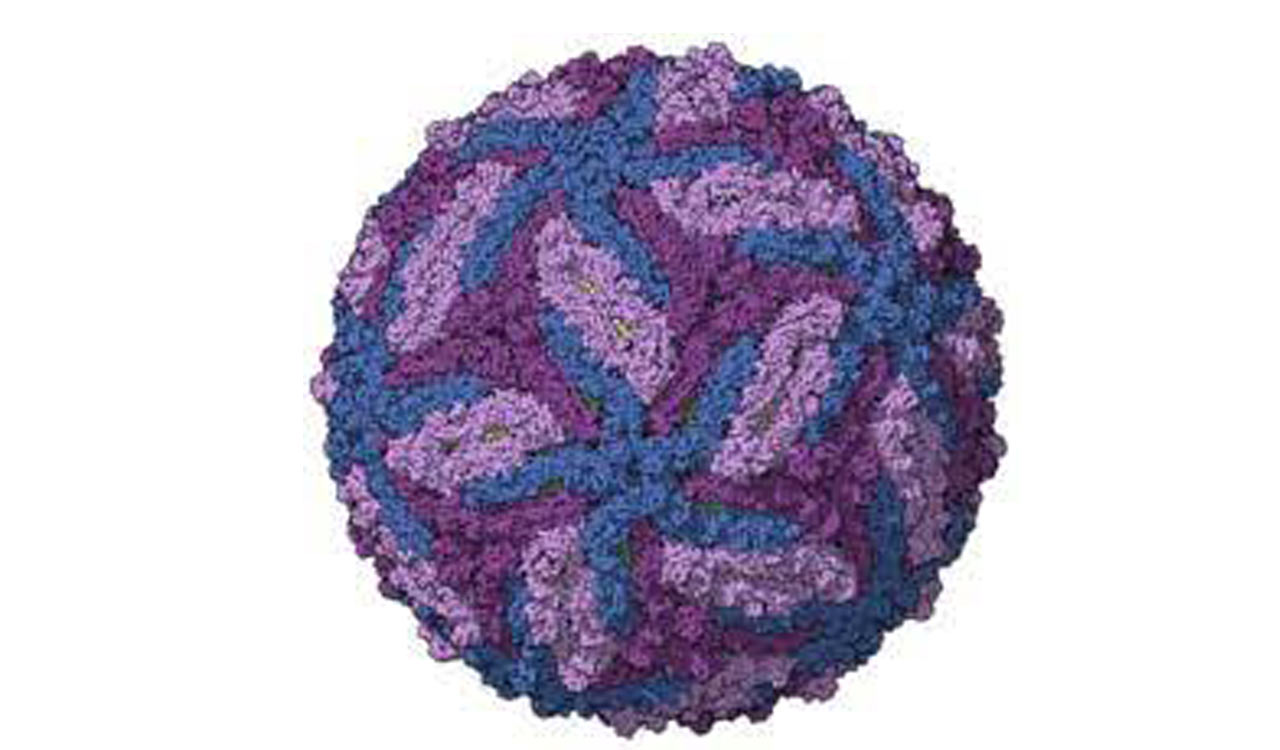 Karnataka: Zika virus detected in Chikkaballapur, Government on high alert