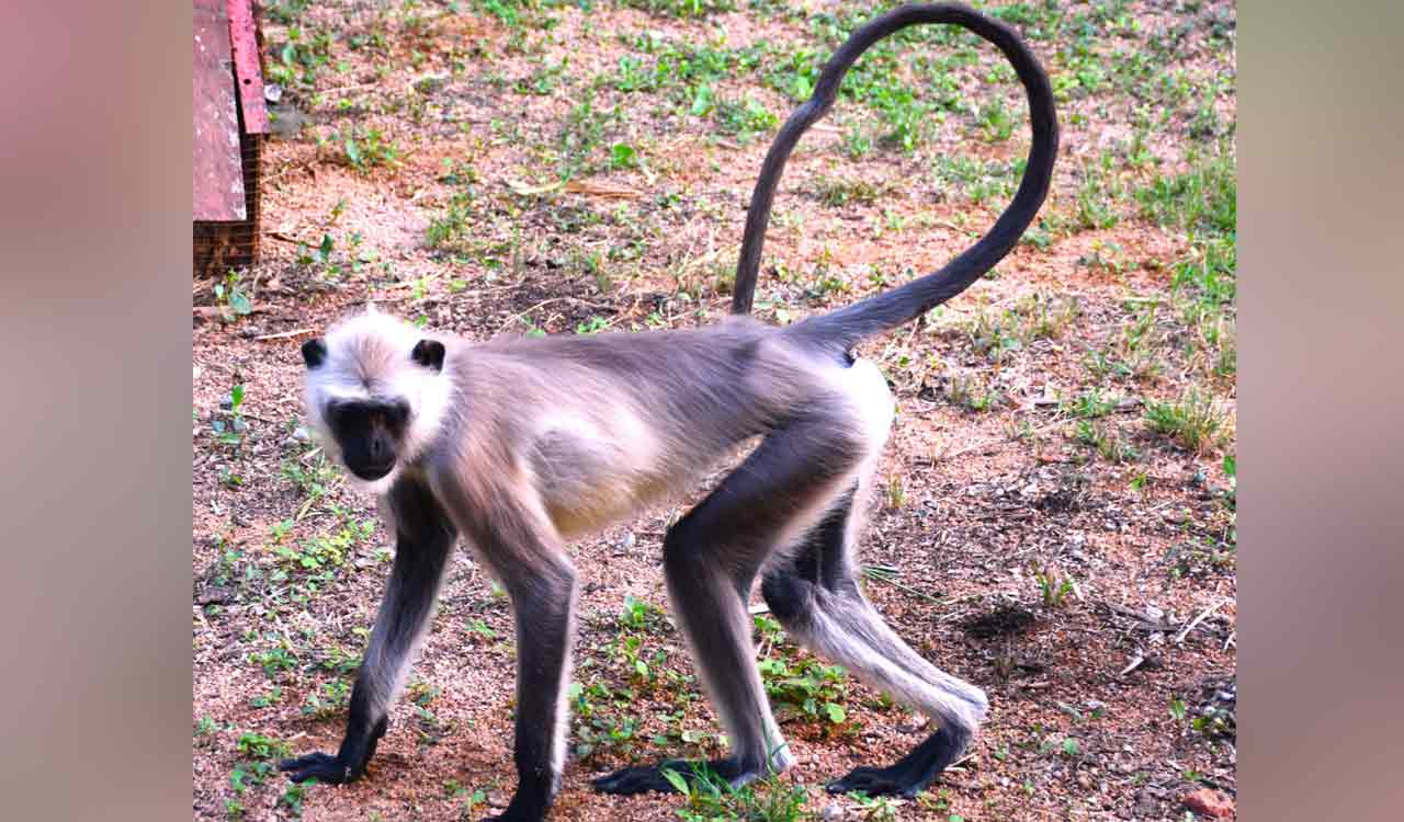 Karimnagar forest department fines man for caging Hanuman langur after PETA complaint India-Telangana Today