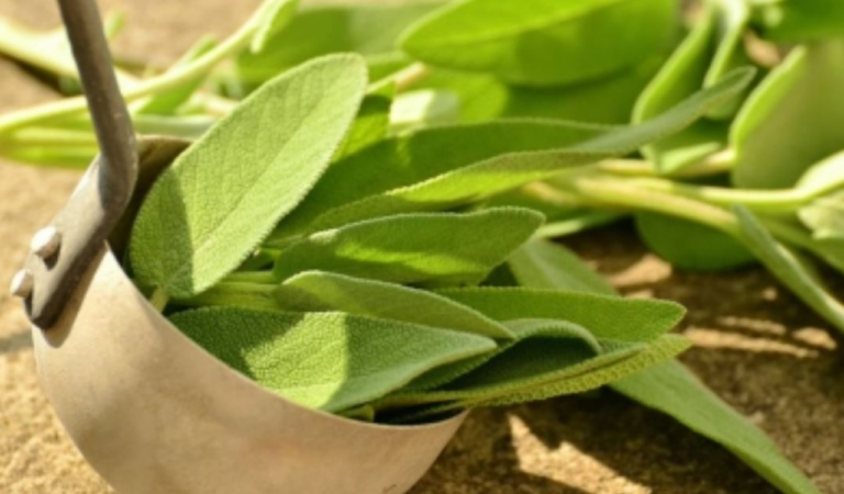 Plant