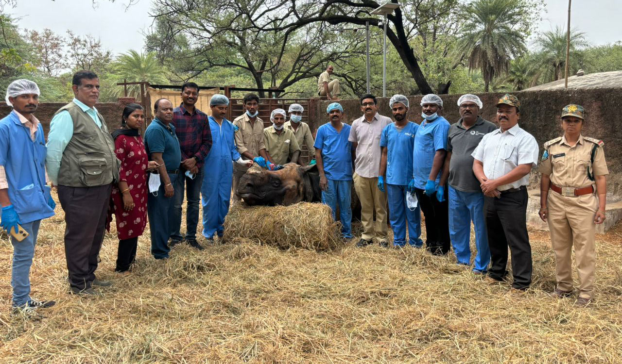 One-horned rhino undergoes major surgery at Hyderabad zoo