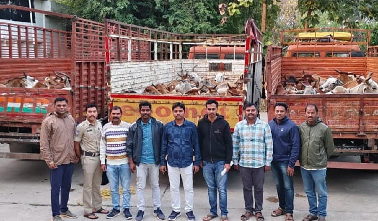 Illegal cattle racket busted, 68 cattle rescued in Jangaon